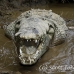 crocodile_american_tar_h_1588_cos2591.jpg